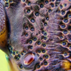 Illustration for article titled These Cthulhu-esque photos will change the way you look at stink bugs
